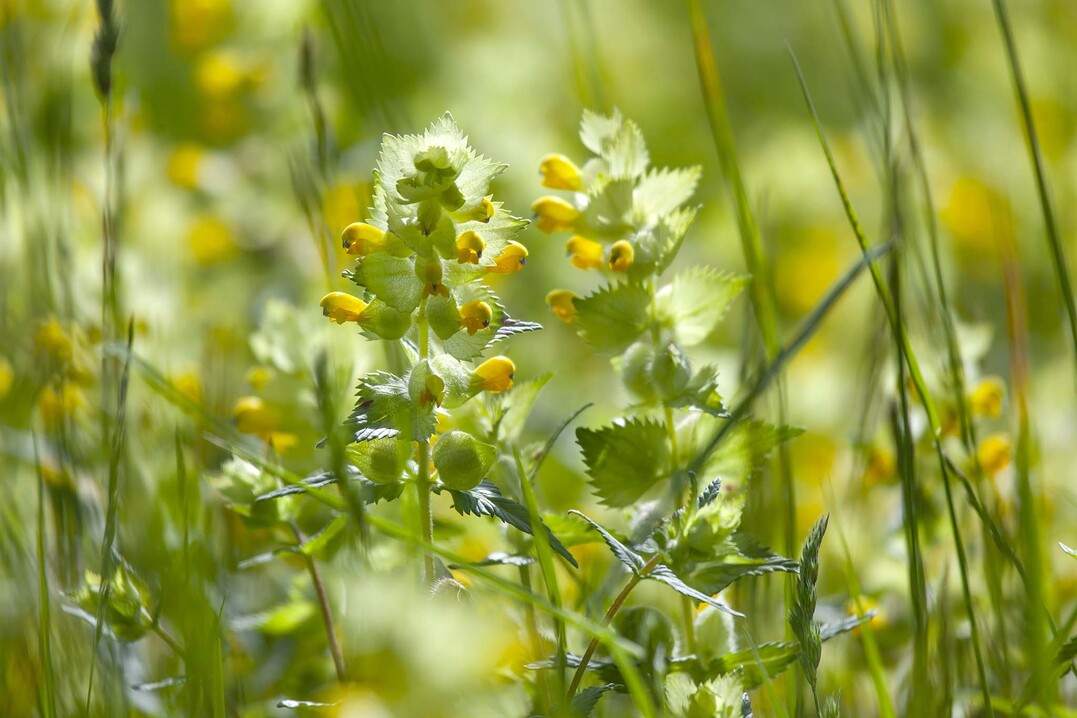 Klappertopf auf einer Blumenwiese
