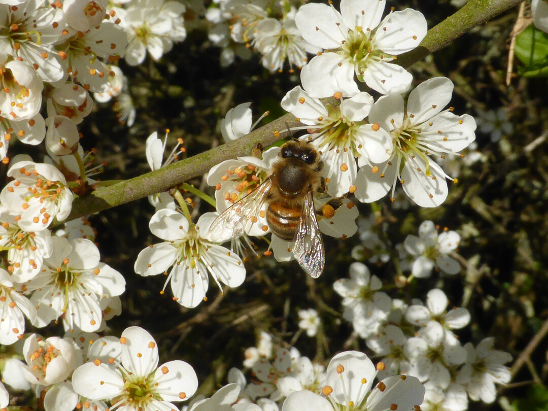 Eine Honigbiene auf Kirschblüte.