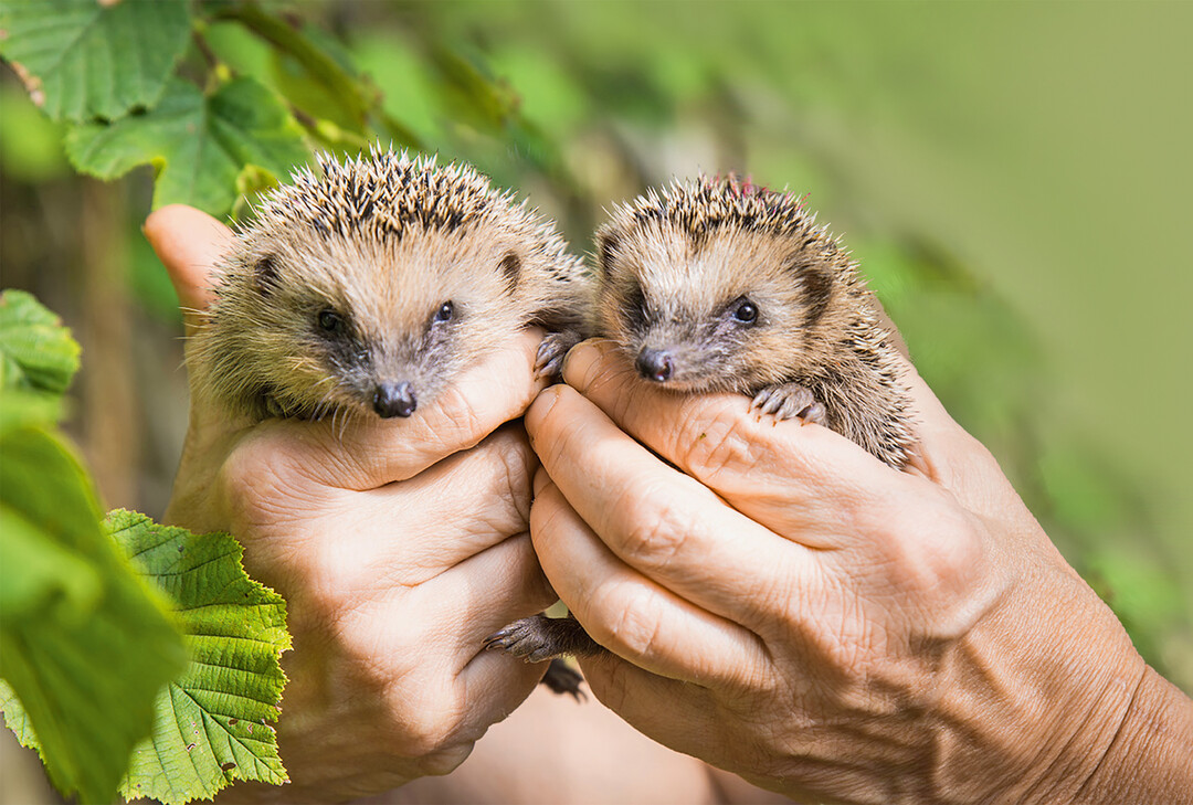 Junge Igel die jetzt noch zu klein fr den Winterschlaf sind, werden in Igelhilfestationen aufgepppelt