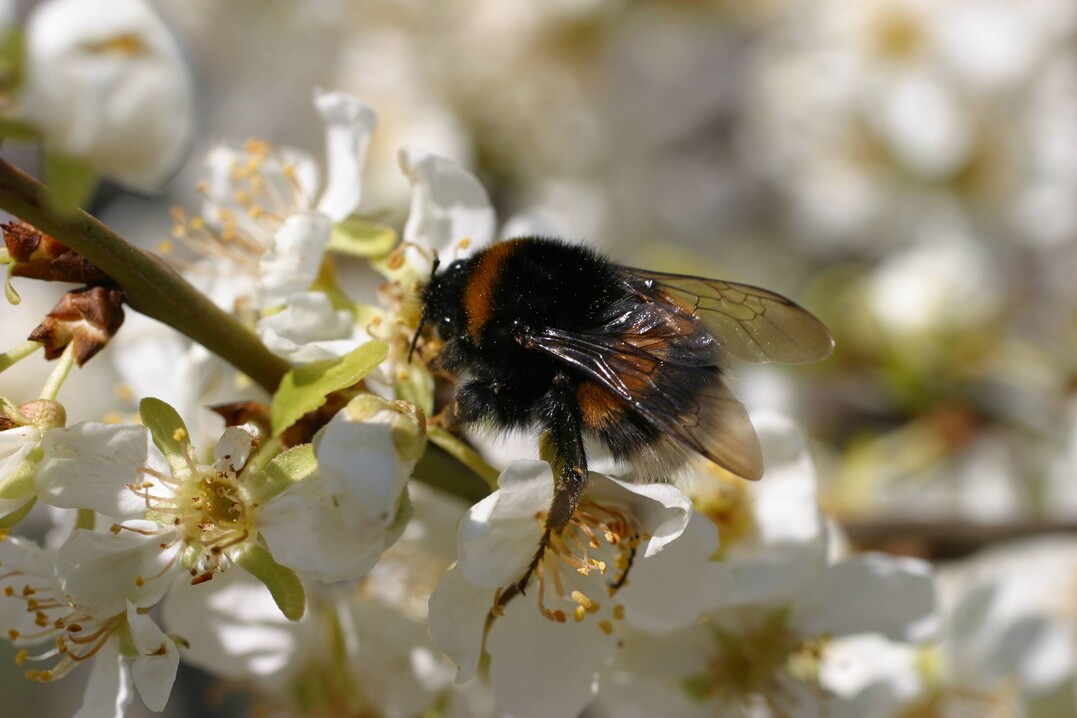 Die Novellierung des Naturschutzgesetzes und des Landwirtschafts- und Landeskulturgesetzes soll denArtenschutz verbessern (hier eine Hummel auf Zwetschge)