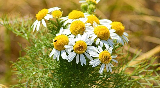 Acker-Hundskamille (Anthemis arvensis)
