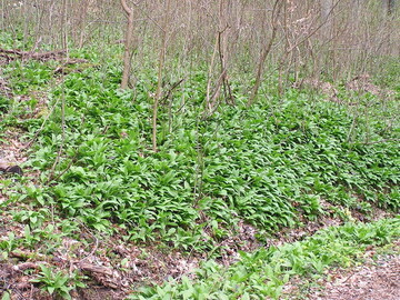 ein wunderbares Wildgewrz