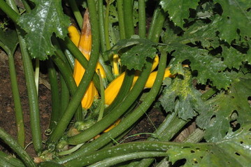fr sehr schmackhafte mediterane Gerichte