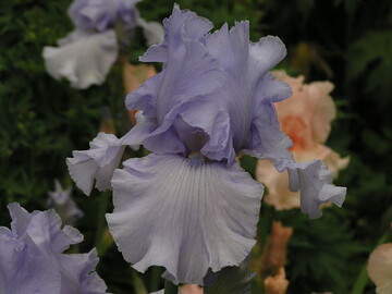hellblaue Iris