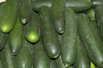 Salatgurken