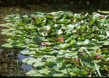 sehr stark wachsende Seerose
