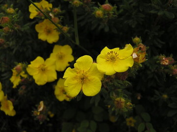 Potentilla "Gold Star"
