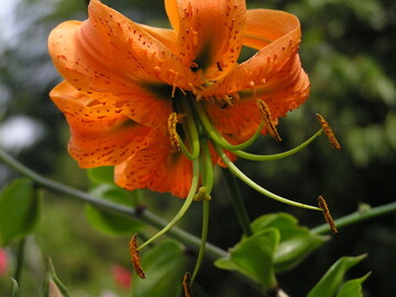 traumhafte Lilienhybride