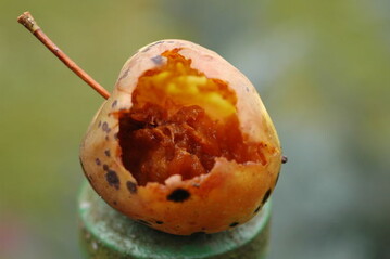 hohl, gefaulter Apfel