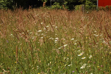 blhende Wiese