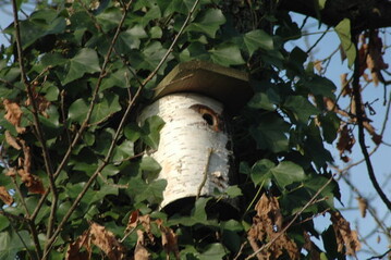 Nistkasten aus Birkenholz