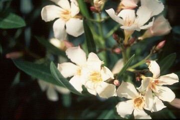 gelber Oleander ist besonders schn