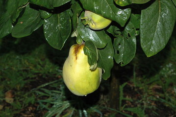 frisch vom Baum