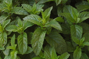 Mentha spicata "englische Grne"