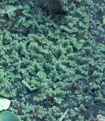 Wasserfarn und Wasserhyazinthe