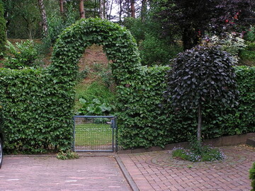 Hainbuchenhecke mit Torbogen