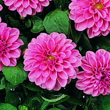 Dahlien als Schnittblumen