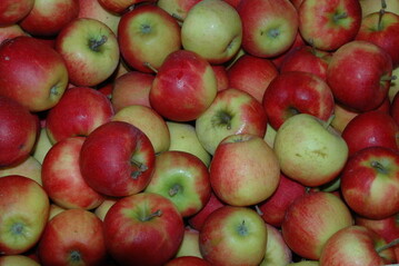 ein schmackhafter Apfel