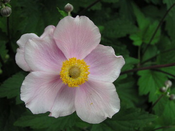 rosa Herbstanemone