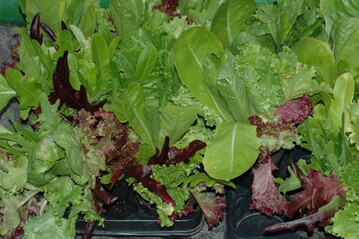 es gibt viele Sorten Schnittsalat