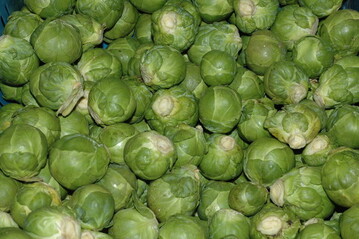 erntefrischer Rosenkohl