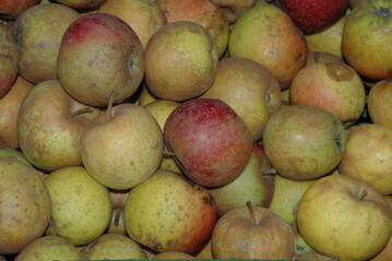 ein schner spter Apfel
