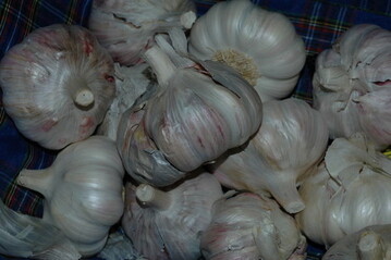 groe Knoblauchzehen