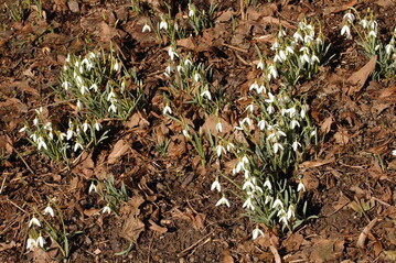 Galanthus nivalis