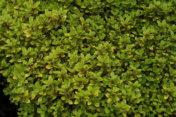 Thymus aureus