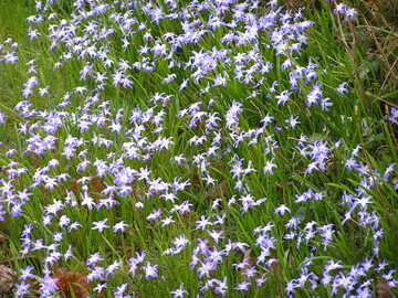 eine ganze Wiese voller Scilla