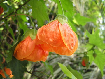Abutilon gibt es in vielen Faren