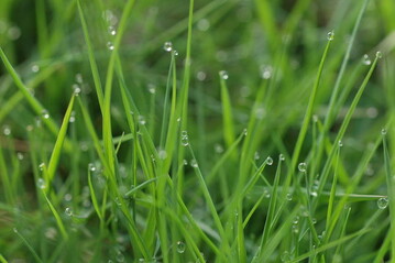 Tautropfen auf dem Rasen