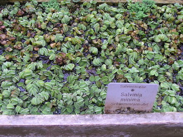 Salvia minima im Verkaufsbecken