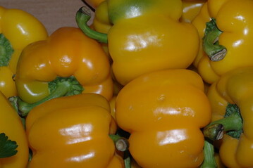 Paprika ist sonnenhungrig