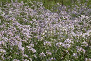 Wiesenschaumkraut