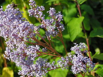 die Sckelblume blht im Sptsommer