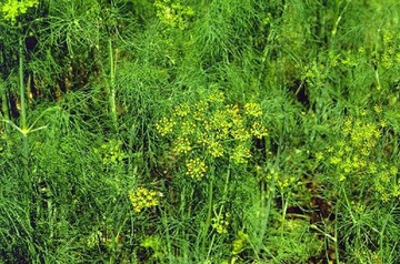 Dill braucht Platz im Garten