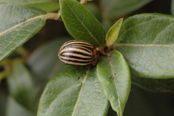 Kartoffelkfer