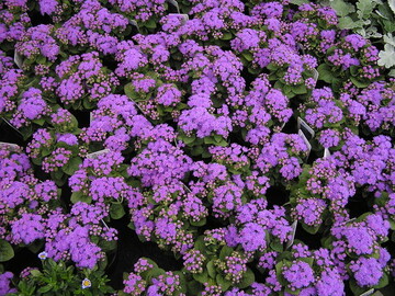 Leberbalsam