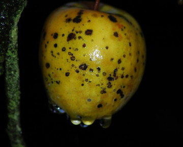 kranker Apfel