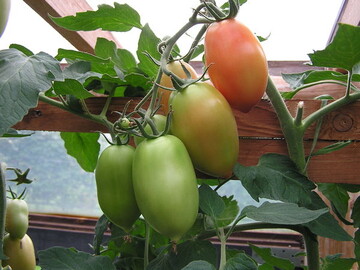 gut geschtzt stehen die Tomaten