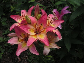 prachtvolle Lilien