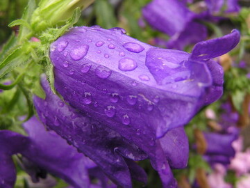 Marienglockenblumen gibt es in blau, wei und rosa