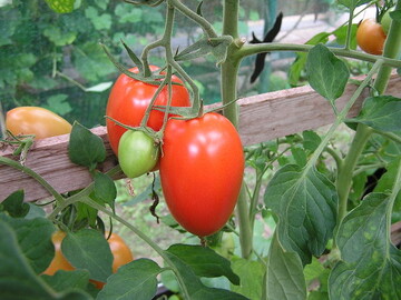 Tomatensorte Roma