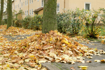 Laub der Platane