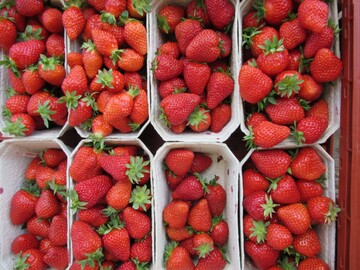  Die ersten heimischen Erdbeeren aus Folientunneln wurden schon geerntet