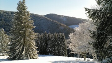 Vor allem die Nadelbume litten unter der Sommertrockenheit.