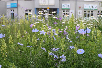 Mit Natur nah dran Platz fr Wildbienen und Schmetterlinge schaffen.