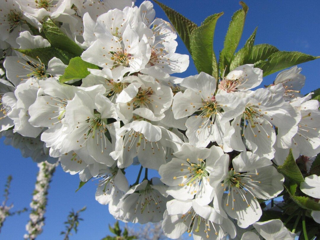 Aufgrund der schlechten Wetterprognose fr das kommende Wochenende muss das geplante Bltenfest des Lehr- und Beispielsbetriebs fr Obstbau Deutenkofen abgesagt werden