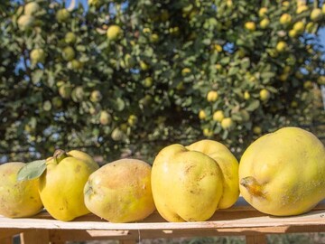 Rund 60 verschiedene Quittensorten sind alleine in Bayern zu finden. Die ursprngliche Heimat der Quitte liegt dabei im Kaukasus; die goldgelbe Frucht wird heute vorwiegend in Europa und Asien gepflanzt.